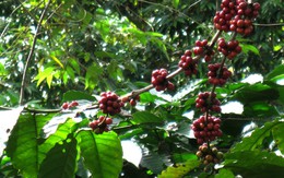 Nông dân điêu đứng vì vay lãi suất cao đầu tư vườn cà phê 
