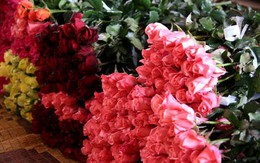 Thương lái Trung Quốc gom hoa hồng Đà Lạt trước Lễ Tình nhân? 