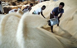 Xuất khẩu gạo của Ấn Độ cao kỷ lục nhờ cầu mạnh