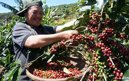 Lập hội sản xuất cà phê bền vững