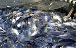 Cá da trơn Việt Nam bị Mỹ đưa vào chương trình thanh tra, giám sát 