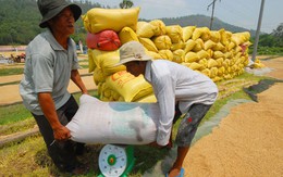 Doanh nghiệp trả chỉ tiêu xuất khẩu gạo