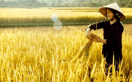 Philippines từ bỏ kế hoạch tự cung tự cấp lúa gạo – cơ hội cho Việt Nam