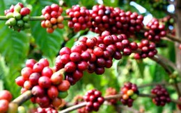 Brazil mất mùa cà phê có thể gây thiếu cung toàn cầu
