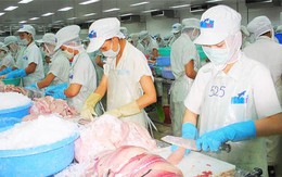 25 tấn cá tra của công ty Hùng Vương đã được giải tỏa tại Nga
