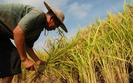 Trung Quốc thu mua hơn 4 triệu tấn gạo để ổn định giá