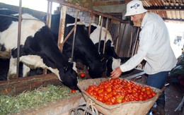 Lâm Đồng trước ngưỡng “bội thực” bò sữa