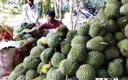 Tiền Giang: Sầu riêng đạt giá kỷ lục nhất từ trước đến nay