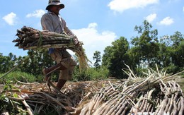 Nông dân Trà Vinh lao đao vì giá mía nguyên liệu giảm mạnh