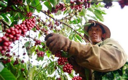 Nông dân mất nhiều tỷ đồng vì giá cà phê rớt thảm