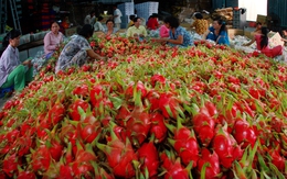 80% thanh long xuất khẩu sang Trung Quốc