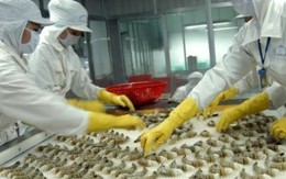 WTO đưa phán quyết có lợi cho tôm Việt Nam