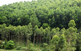  Thu 1.200 tỷ đồng từ dịch vụ môi trường rừng mỗi năm