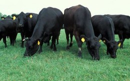 Nhập khẩu trâu bò sống từ Úc vào Việt Nam tăng vọt 1800% chỉ trong 2 năm