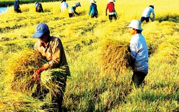 Lương “sếp” Công ty lương thực nhà nước: 200 tấn lúa