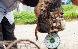 Những cung đường chó lậu từ Thái Lan về Việt Nam