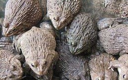 Thăm trại ếch giống Thái Lan lãi hơn 100 triệu đồng/năm của ông Bảy Có