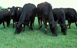 Úc ngừng cung cấp bò thịt cho Việt Nam