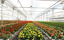 Nông trại hoa lớn nhất Việt Nam nhộn nhịp làm hoa Tết
