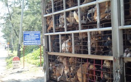 Giết 5 triệu con chó/năm: Thế giới khiếp Việt Nam