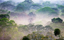 Xứ sở bóng đá Brazil đã ra tay cứu lá phổi Amazon như thế nào?