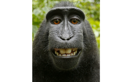 Bức ảnh do một "con khỉ tự sướng": Bản quyền thuộc về ai?
