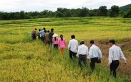 Đà Nẵng hoàn thiện vùng sản xuất lúa giống