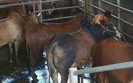 Đột nhập hai cơ sở bò bơm nước ở Đồng Nai
