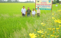 Liên kết phát triển cánh đồng lúa thơm