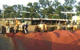 Trung Quốc gia tăng thu mua nông sản Việt