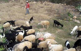 Làm giàu nơi mưa ít, nắng nhiều: Cần cơ chế đặc thù cho đàn dê, cừu