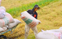 Năm 2015, xuất khẩu gạo Việt Nam khó khăn “chồng chất”