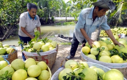 Nhà vườn Trà Vinh trúng đậm trái cây cuối năm