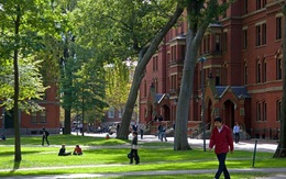 Tại sao không cần cố để thuê sinh viên tốt nghiệp Harvard?
