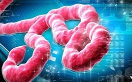 Miễn phí điều trị nếu mắc bệnh Ebola tại Việt Nam