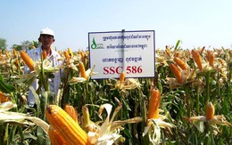 SSC: Quý 1/2014 LNST đạt 16,33 tỷ đồng, tăng 41% so với cùng kỳ