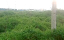 “Mục sở thị” khu đô thị nghìn tỷ bỏ hoang của Cienco5