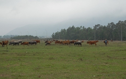 Nghệ An: Dự án KCN Hoàng Mai… nơi chăn thả trâu bò