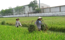 Quảng Ninh chuyển 280 ha đất trồng lúa sang đất dự án
