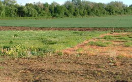 Điều kiện nhận chuyển nhượng đất trồng lúa