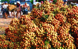 Săn “tấm vé” đi Mỹ cho trái cây Việt