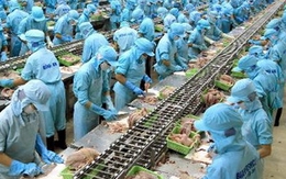 DN muốn tự công bố chất lượng cá basa xuất khẩu