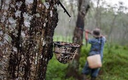 Cao su Phước Hòa dự kiến LNTT quý 4 đạt 100 tỷ đồng