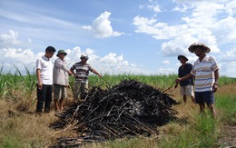 Tây Ninh: Bị công ty mía đường ép giá, người trồng mía khốn đốn