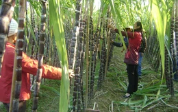 Dân nghi ngờ Công ty NIVL không còn đường trong kho