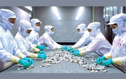 Thủy sản Minh Phú sẽ phát hành 500 tỷ đồng trái phiếu trong tháng 9/2014