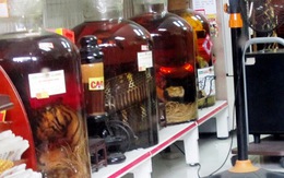Phát hiện hổ con ngâm rượu trong Công ty Chu Việt