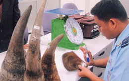 Có bảo kê đưa sừng tê giác vào Việt Nam