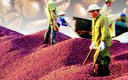 Cà phê Việt: Doanh nghiệp nội ngậm đắng, doanh nghiệp ngoại bành trướng
