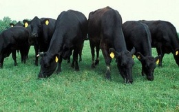 Nhập khẩu bò Úc tăng mạnh